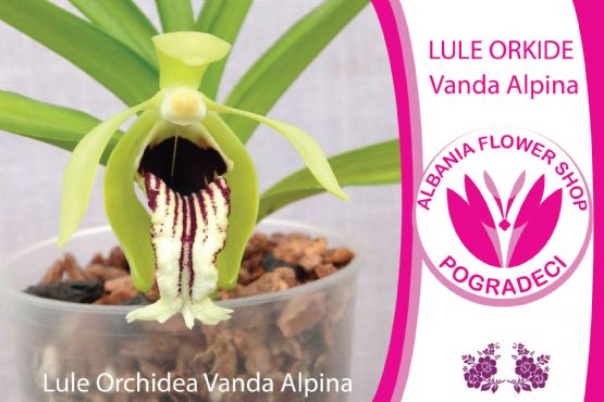 Lule Orchidea Vanda Alpina nga Albania Flower Shop Pogradeci  , dyqan lulesh pogradec Lule natyrale Orchidea Vanda Alpina , Lule online me vazo ne tirane , lule ne vazo per dhurate